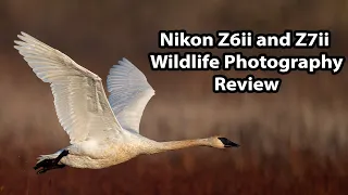 Nikon Z6ii and Z7ii Wildlife Photography Review