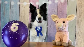 Rory the Quirky Border Collie - 5th Birthday - Amazing Dog Tricks