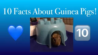 10 Amazing Facts About Guinea Pigs! || Piggies World