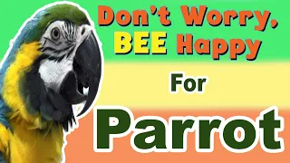 Don't Worry Be Happy whistle for parrot practice - parrot whistle