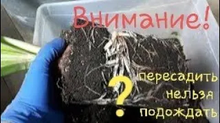 ГИППЕАСТРУМЫ. Опасна ли пересадка во время их роста!?🤔