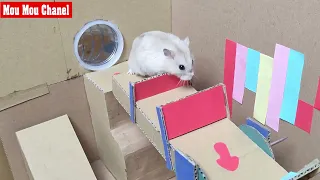 Funny Hamsters |Rainbow Hamster Maze With Collorful