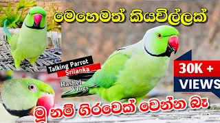 Talking Parrot In Sri Lanka🤔🇱🇰
