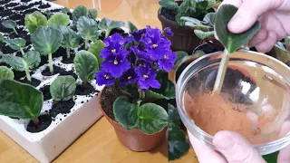 How to easily propagate violets?? How can they always bloom?