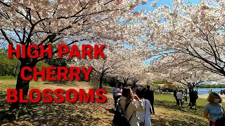 Cherry Blossoms in High Park & Tasty Polish Food - Spring Time in Toronto!!!