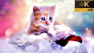 Cats 4K - Instrumental Cat Video TV Background, Relaxing Piano ,Calming Music for Cats Reduce Stress