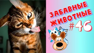 Приколы с Животными #46 / Смешные Животные / Приколы 2020 / Приколы про Животных / Лучшие Приколы