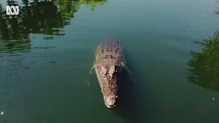 Crocodile snaps on a drone in Australia
