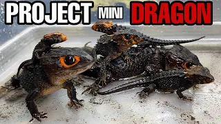 Project Mini Dragon NEW BABY red eyed crocodile skink + Paludarium Water Changes!