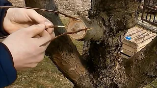 GRAFTING OF APPLES - step by step