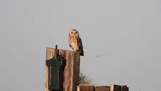 Short-eared Owl sit on post Sandwich Bay