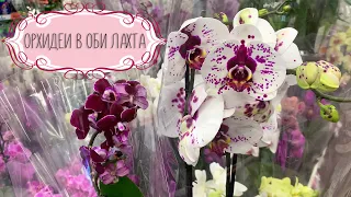 Орхидеи в ОБИ ЛАХТА. Обзор орхидей и стеллажа с уценкой.