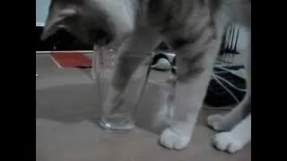 Cat's Epic Struggle To Drink Water Out Of A Cup