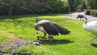 Peahen with its one day old chicks