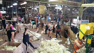 Shearing out TauTane 2020