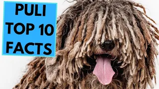 Puli - TOP 10 Interesting Facts