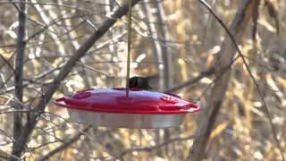 Anna's Hummingbird - Calypte anna