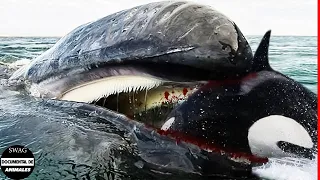 Los 10 Animales Marinos Más Peligrosos Del Mundo - Destructor De Cuerpo De Ballena Asesina