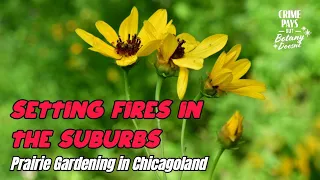 Setting Fires in Suburbia