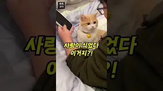 핸드폰만 보는 집사를 본 고양이의 필살기