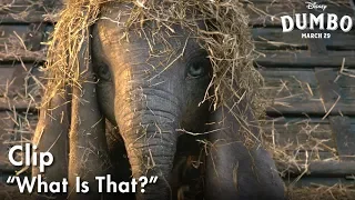 Dumbo | "What Is That?" Clip