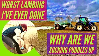 Why we are sucking up puddles with the tanker. The worst lambing I’ve ever seen! Daily farm vlog