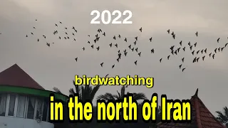 birdwatching on the coast of Caspian sea 🕊️#iran #birdwatching