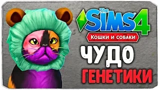 ЧУДО ГЕНЕТИКИ, САМАЯ СМЕШНАЯ КОШКА? - The Sims 4 "Кошки и Собаки"