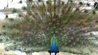 Peacock in full strut