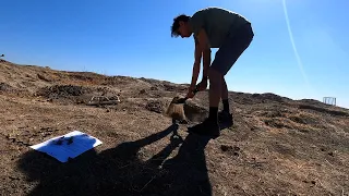 Fossil Hunting at Shark Tooth Hill Bakersfield CA (Ernst Quarries)