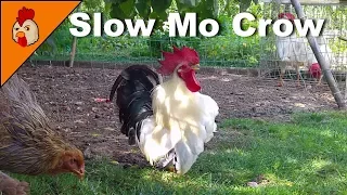 Rooster Crow in Slow Mo - Top 10 Best Rooster Crowing Sound Effects Compilation - Funny Chicken