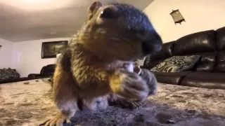 Squirrel makes a good house pet - very active Squirrel