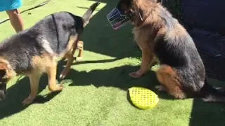 German shepherds mating playing