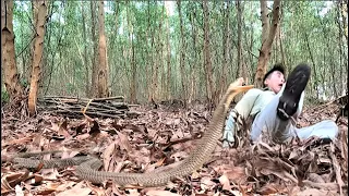 Aghast where the jungle. Rescuing a man attacked by a cobra while collecting firewood in the forest.