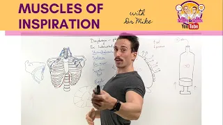 Muscles of Breathing | Inspiration/Inhalation