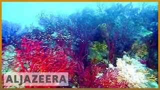 🇦🇺 Australia pledges $400m to save Great Barrier Reef | Al Jazeera English