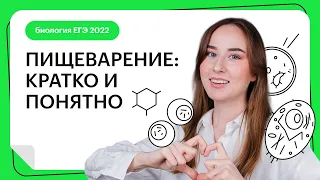 Пищеварение: кратко и понятно | Биология ЕГЭ