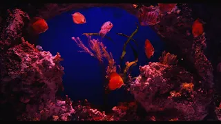 Reddish Coral Reef Aquarium with Awesome Fish 🐟 Relaxing Water Stream Noise 🐟 10 Hour Sleep Sound