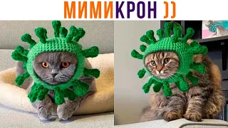 МИМИКРОН))) Приколы с котами | Мемозг 991