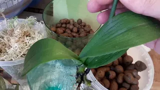 Реанимация орхидеи в керамзите.И, конечно, попугаи.