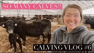 Tagging SO MANY Calves + Some Spicy Mama Cows! | CALVING 2023 VLOG #6 (LIVE CALVING ACTION)