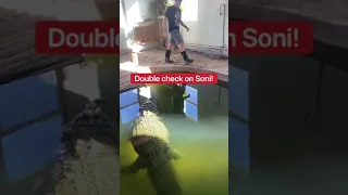 Will Soni The Alligator Attack Me?!!! 🤔🐊 #shorts #animals