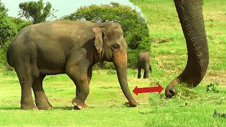 Amazing facts you probably didn't know about Majestic elephants | Elephant  Behavior
