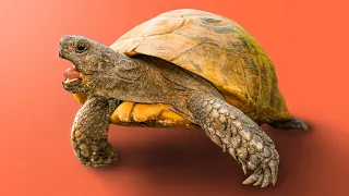 Garden State Tortoise Faces Mystery Species For First Time Ever! + more