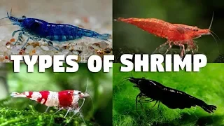 Types of Freshwater Shrimp for Aquarium