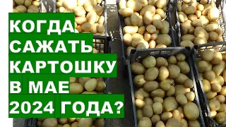 Коли садити картоплю у квітні чи травні 2024 When to plant potatoes in April or May 2024