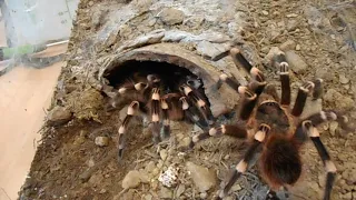 Vogelspinnen Verpaarung Die 1.