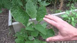 Treating Eggplant Flea Beetle Damage & Managing Garden Infestations: Dust & Spray - TRG 2014