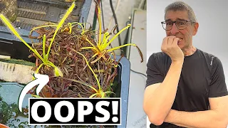 Repotting DROSERA Capensis (Sundews) | 'Cos I FORGOT to WATER them!