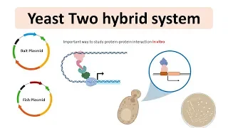 Yeast 2 hybrid system | Yeast two hybrid system for protein-protein interaction | Animated biology